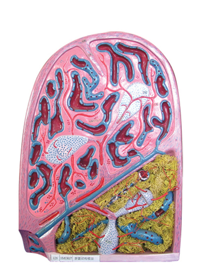 Mô hình cấu trúc vi thể của lá lách